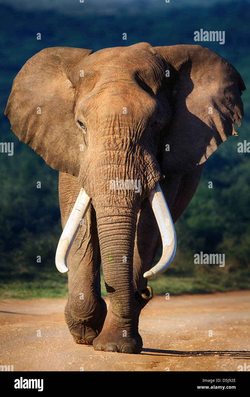 Éléphant avec de grandes dents approche - parc national Addo Banque D'Images