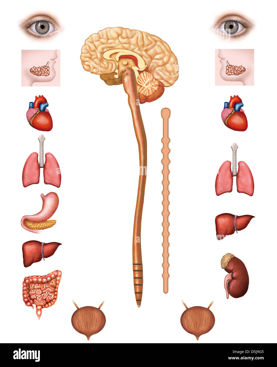 Structure du système nerveux parasympathique Banque D'Images