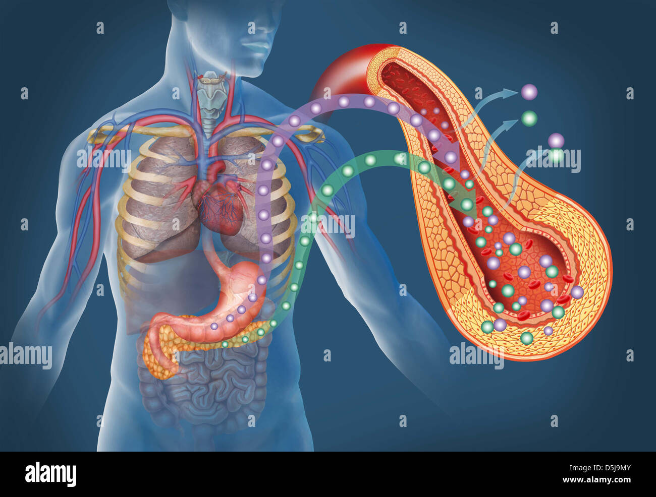 Illustration de l'importance de glucose et d'insuline dans le corps humain. Banque D'Images