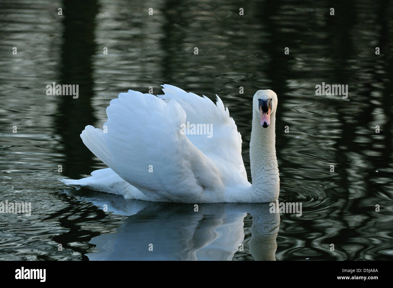 Un mâle swan affiche tout en protégeant vigoureusement son patch d'eau Banque D'Images