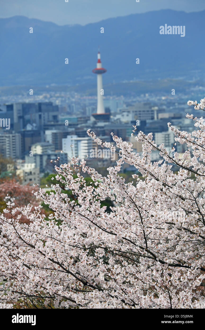 Kyoto, Japon. 1er avril 2013. La Tour de Kyoto et skyline avec fleur de cerisier de Kyoto. Le printemps à Kyoto, le Japon s'est vraiment beau comme la fleur de cerisier fleurit partout, de jardins pour les nombreux temples et le peuple japonais l'occasion pour pique-nique dans le parc le plus souvent possible sous les arbres. Crédit : Paul Brown / Alamy Live News Banque D'Images