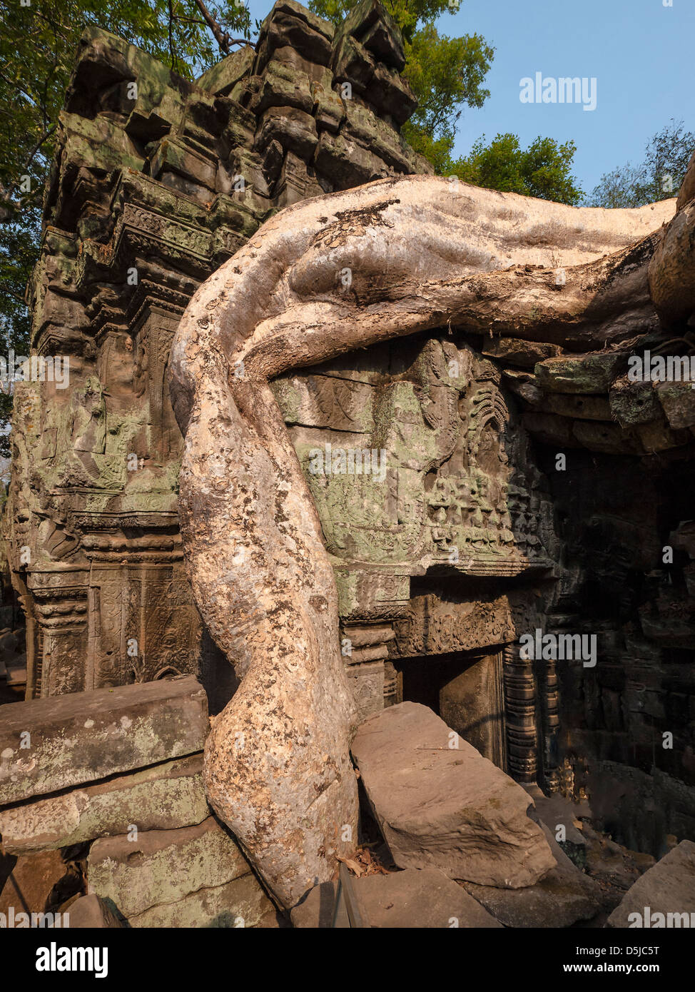 Les racines des arbres couvrant un bâtiment ruines. Ta Prohm. Parc archéologique d'angkor.Siem Reap. Cambodge Banque D'Images