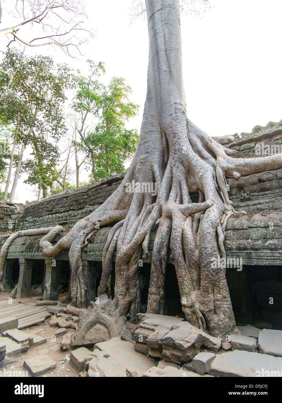 Les racines des arbres couvrant un bâtiment ruines. Ta Prohm. Parc archéologique d'angkor.Siem Reap. Cambodge Banque D'Images