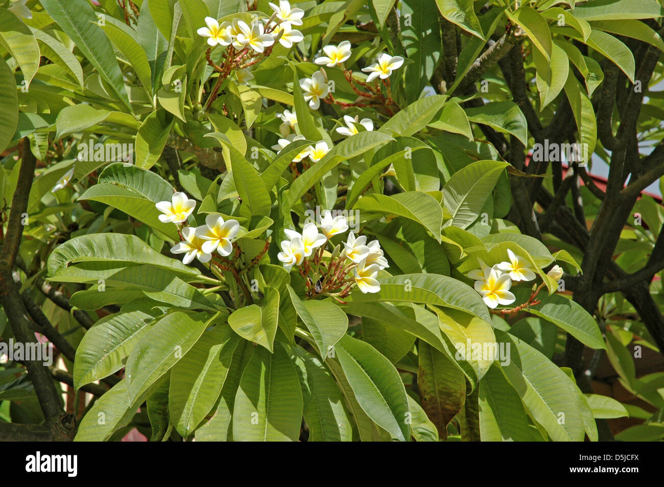 Frangipani Plumeria blanc Banque D'Images