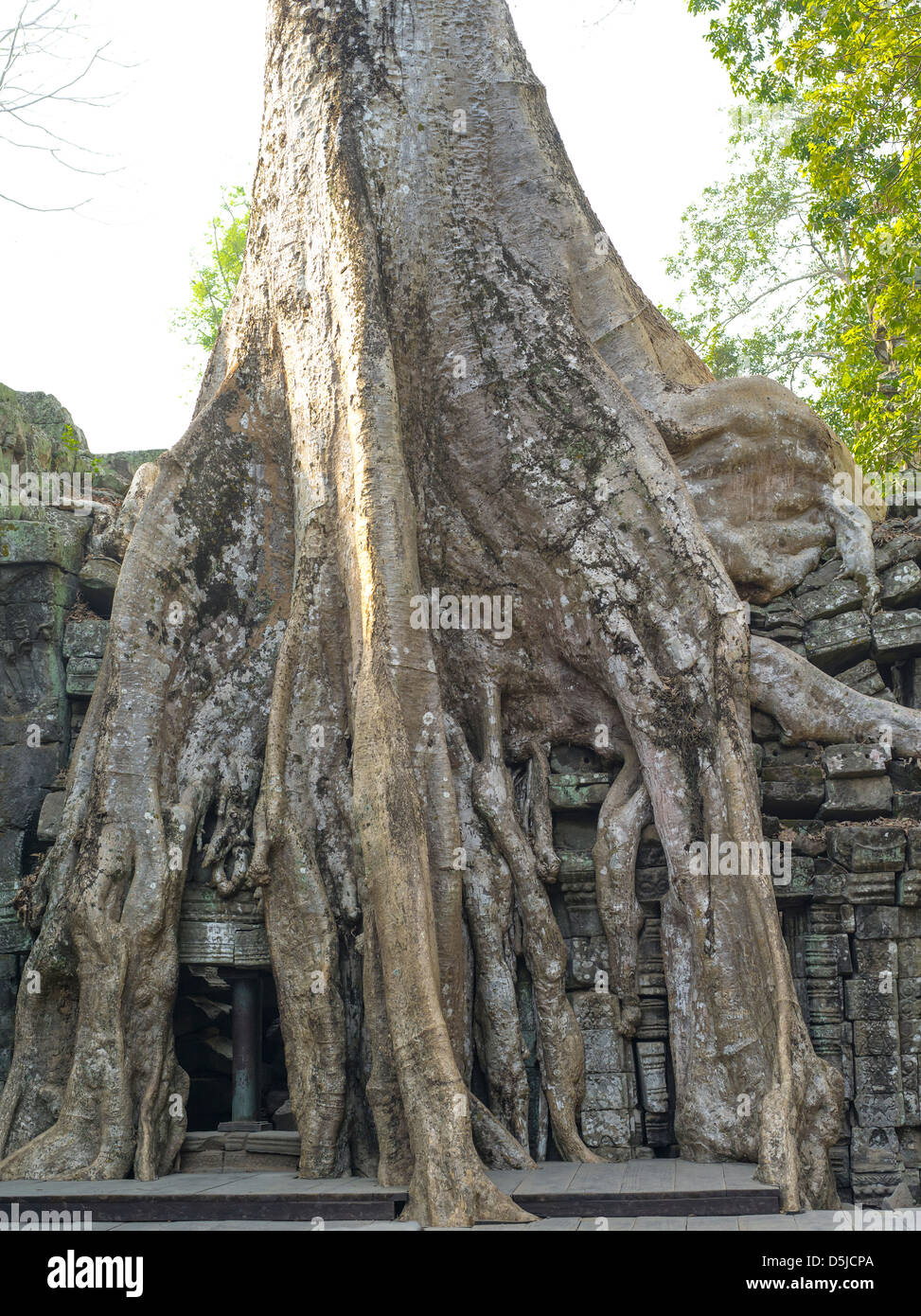 Les racines des arbres couvrant un temple. Ta Prohm. Parc archéologique d'Angkor. Cambodge Banque D'Images