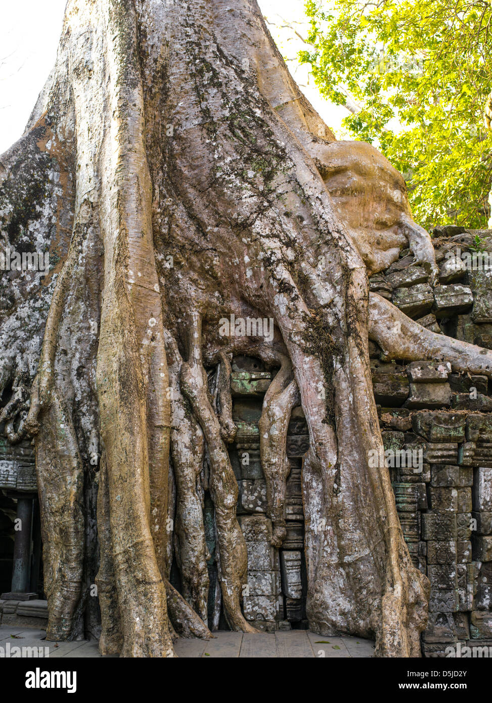 Les racines des arbres couvrant un temple. Ta Prohm. Parc archéologique d'Angkor. Cambodge Banque D'Images