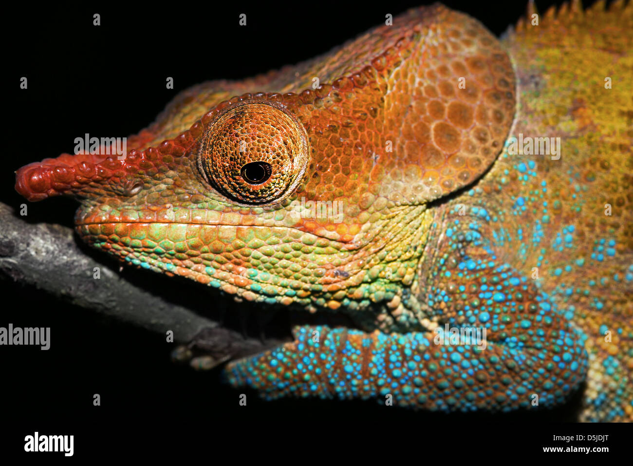 Homme ou cryptiques à pattes bleu Caméléon Calumma crypticum () repose sur une branche dans la nature sauvage de Madagascar. Banque D'Images