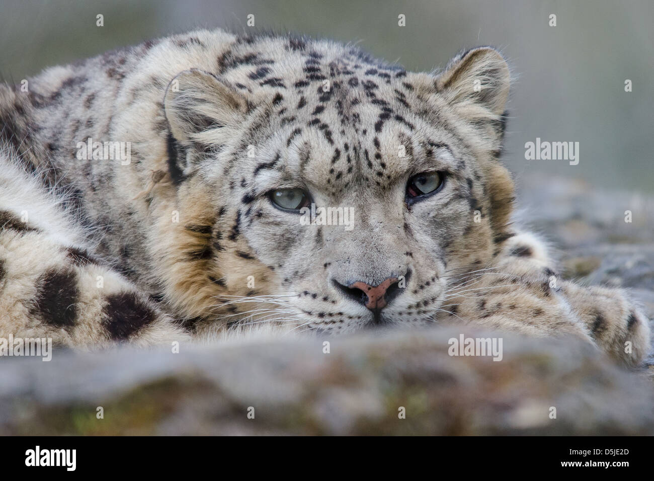Contact avec les yeux de Snow Leopard Banque D'Images