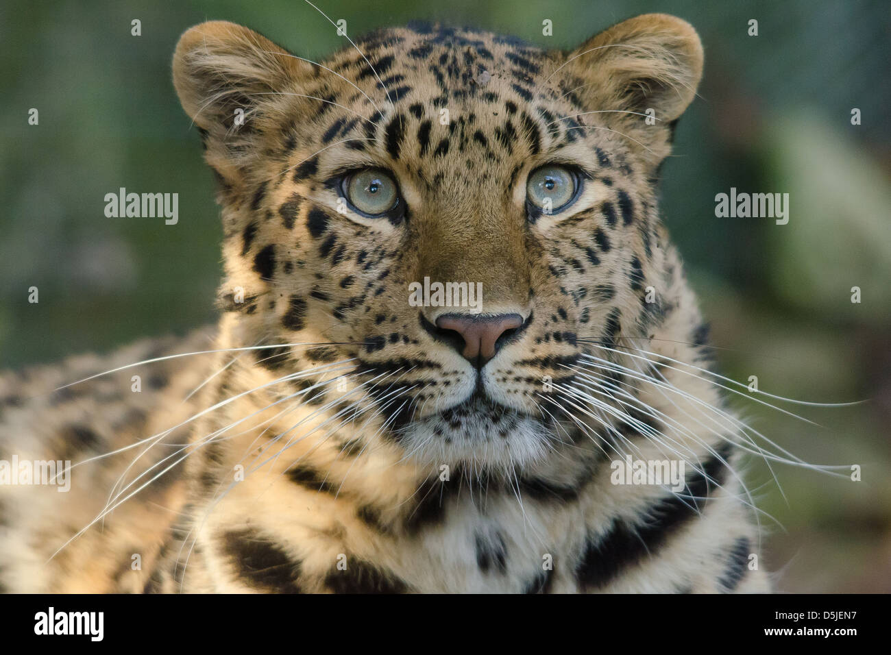Amur Leopard tête portrait Banque D'Images