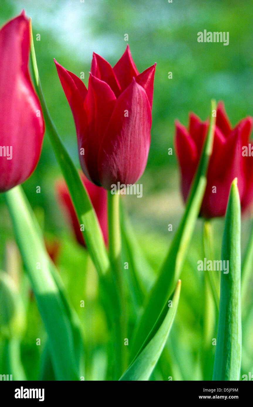 Photographie d'une ligne de tulipes rouge vif avec l'accent sur l'un d'entre eux. Banque D'Images