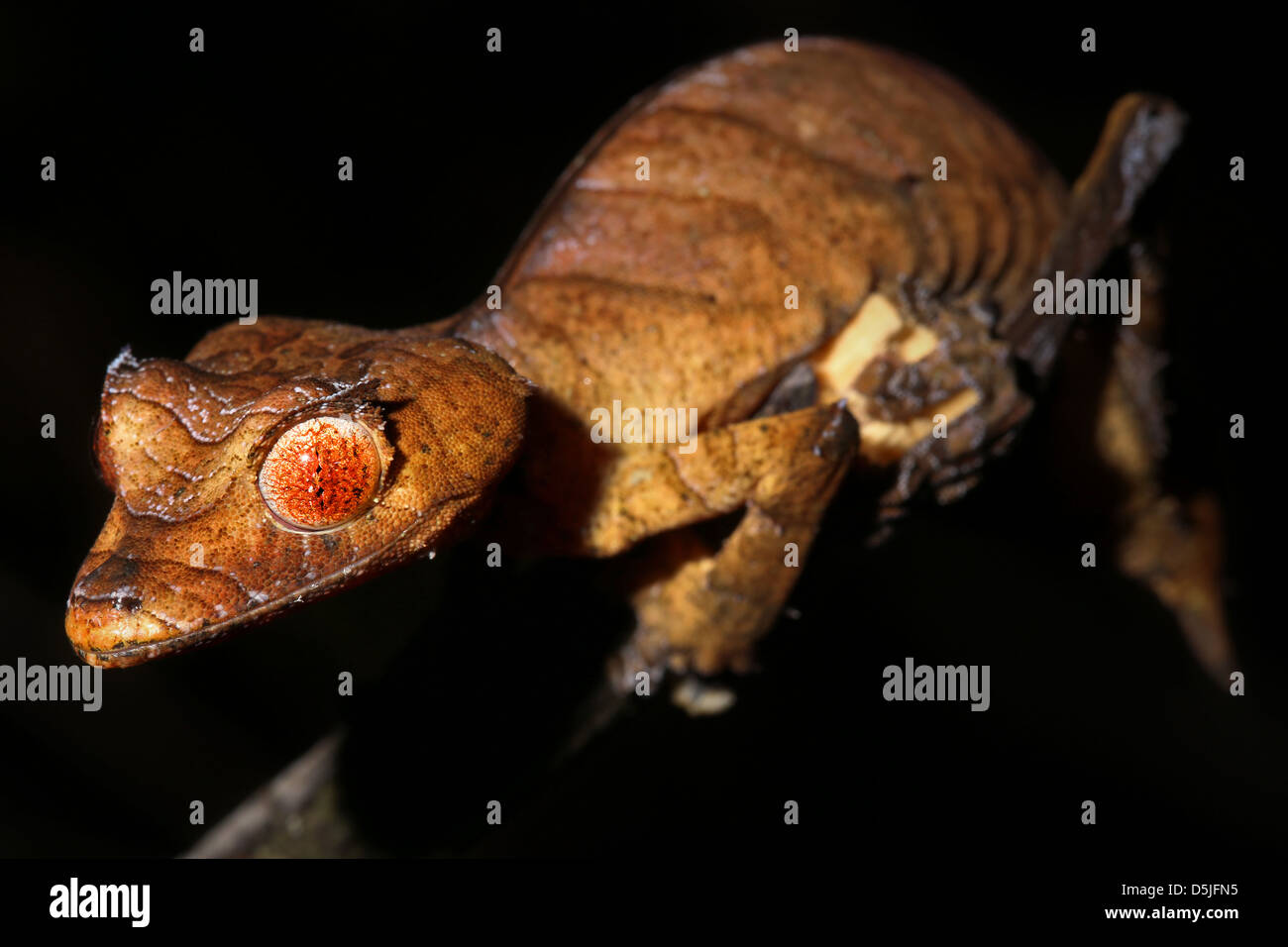 La disparition des feuilles Spearpoint-tail Gecko (Uroplatus ebenaui) dans une forêt tropicale à Madagascar. Banque D'Images