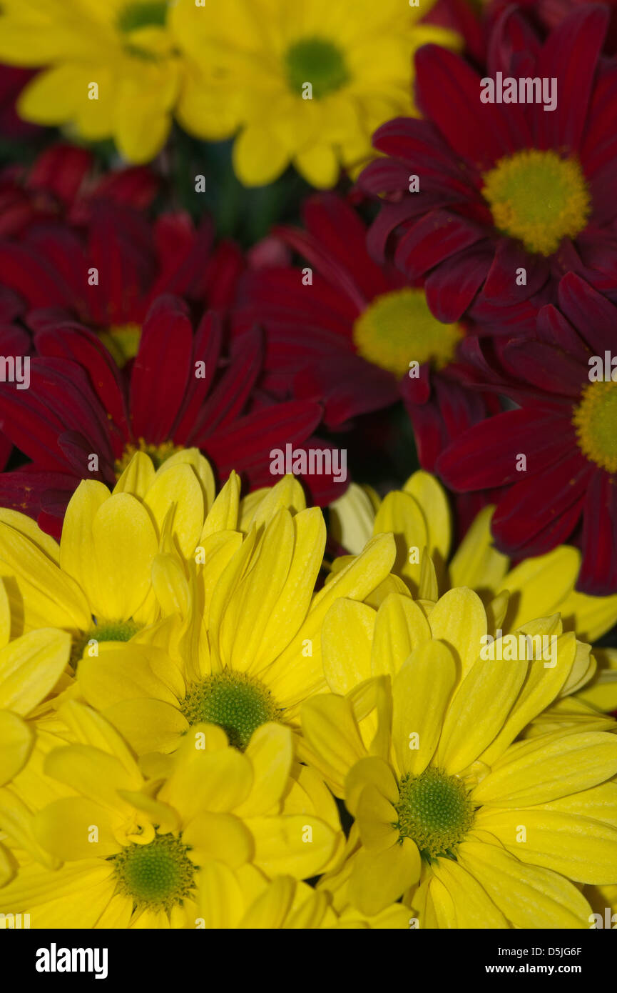 Bouquets de jaune et rouge profond fleurs chrysanthème Banque D'Images