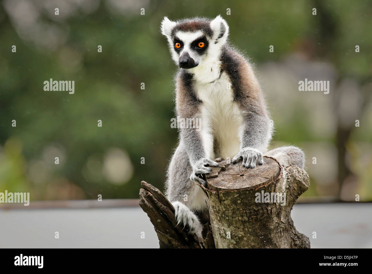 Untitled Document (Lemur catta) regarde avec de grands yeux orange vif, et les montres d'une succursale à Madagascar. Banque D'Images