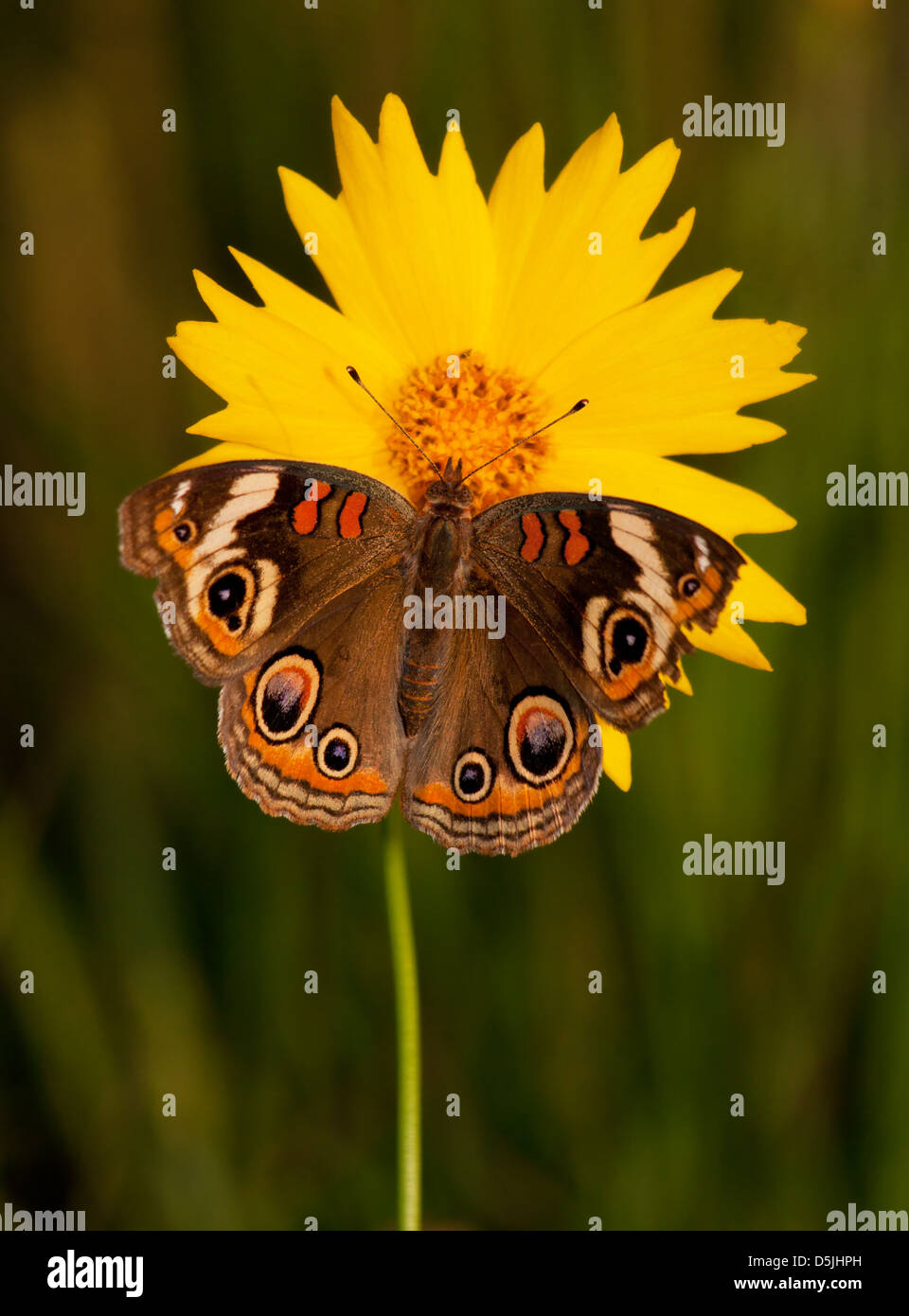 Buckeye commun papillon, Junonia coenia, sur une fleur coreopsis jaune vif sur un soir de la fin du printemps Banque D'Images