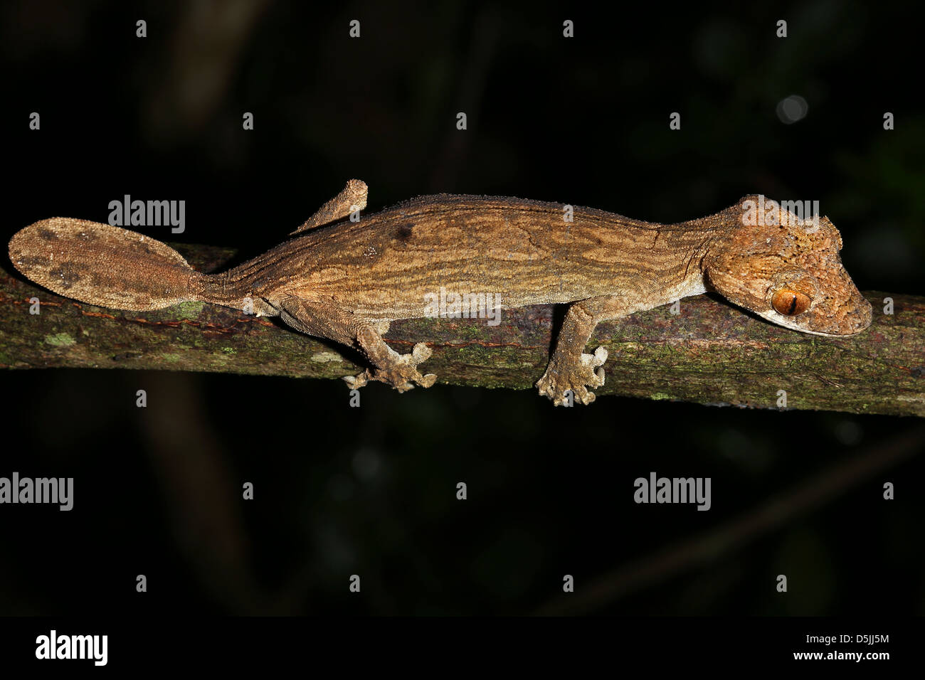 Disparition du Gunther gecko à queue de feuille (Uroplatus guentheri) à Madagascar (Ankarafantsika). C'est l'un des plus rares de geckos. Banque D'Images