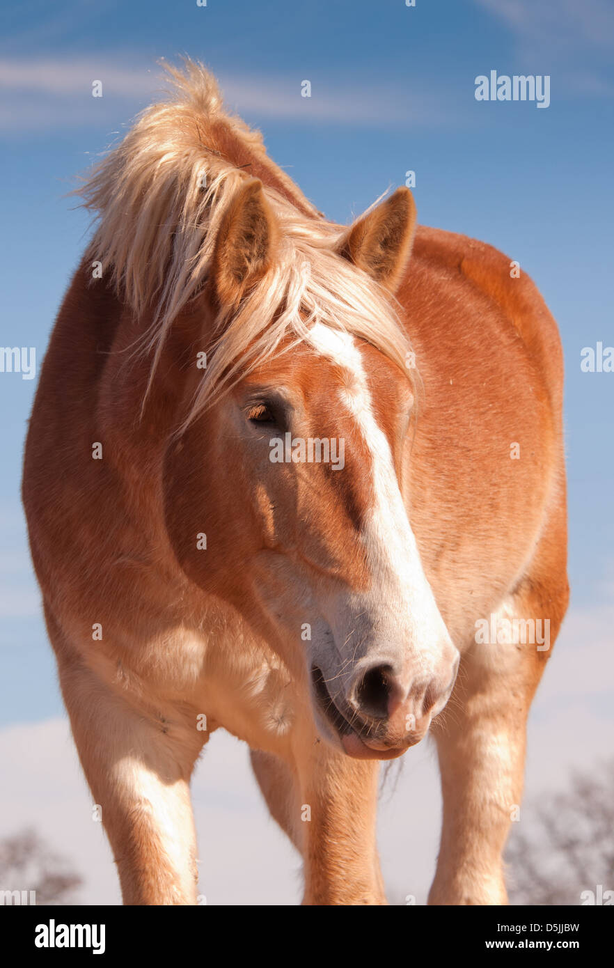 Belle blonde cheval de trait belge à la recherche vers le bas à droite de l'afficheur, avec un doux regard sur son visage Banque D'Images