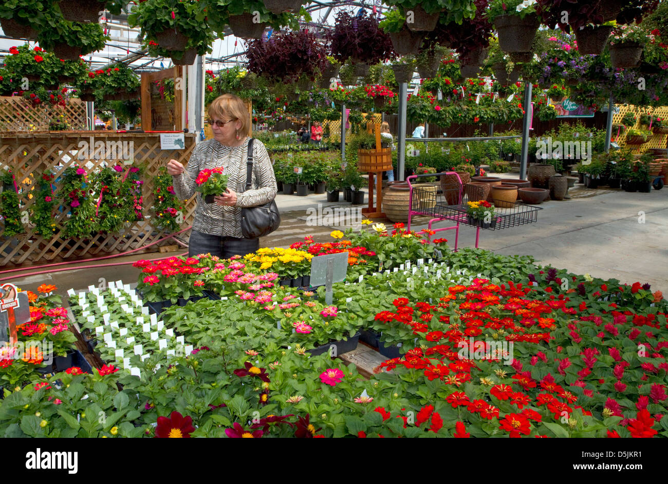Customer shopping pour les fleurs dans une pépinière de Jerome, Idaho, USA. M. Banque D'Images