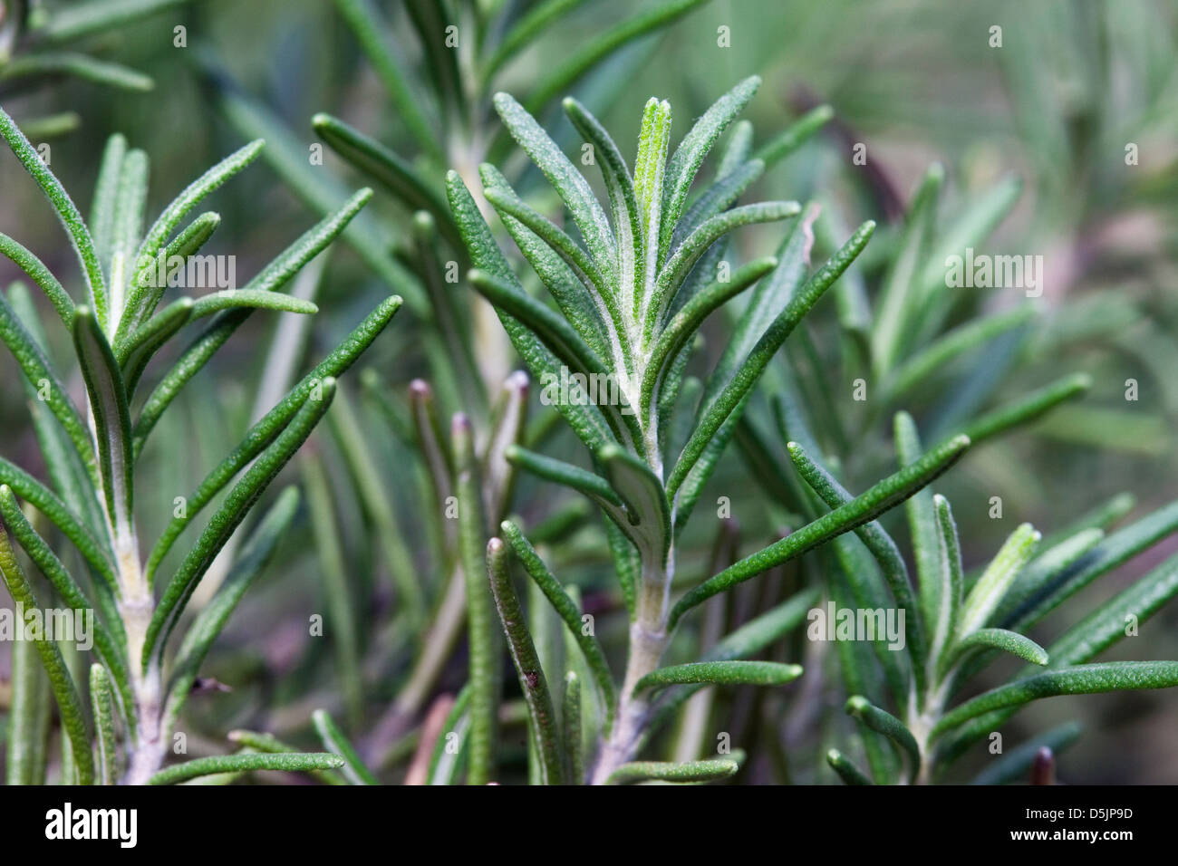 Le romarin, gros plan Banque D'Images