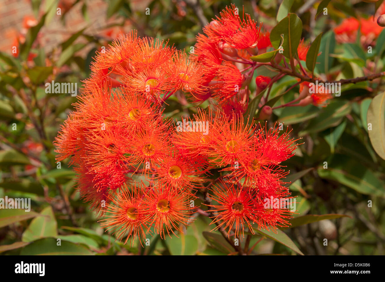 Corymbia ficifolia, gomme à fleurs rouges Banque D'Images