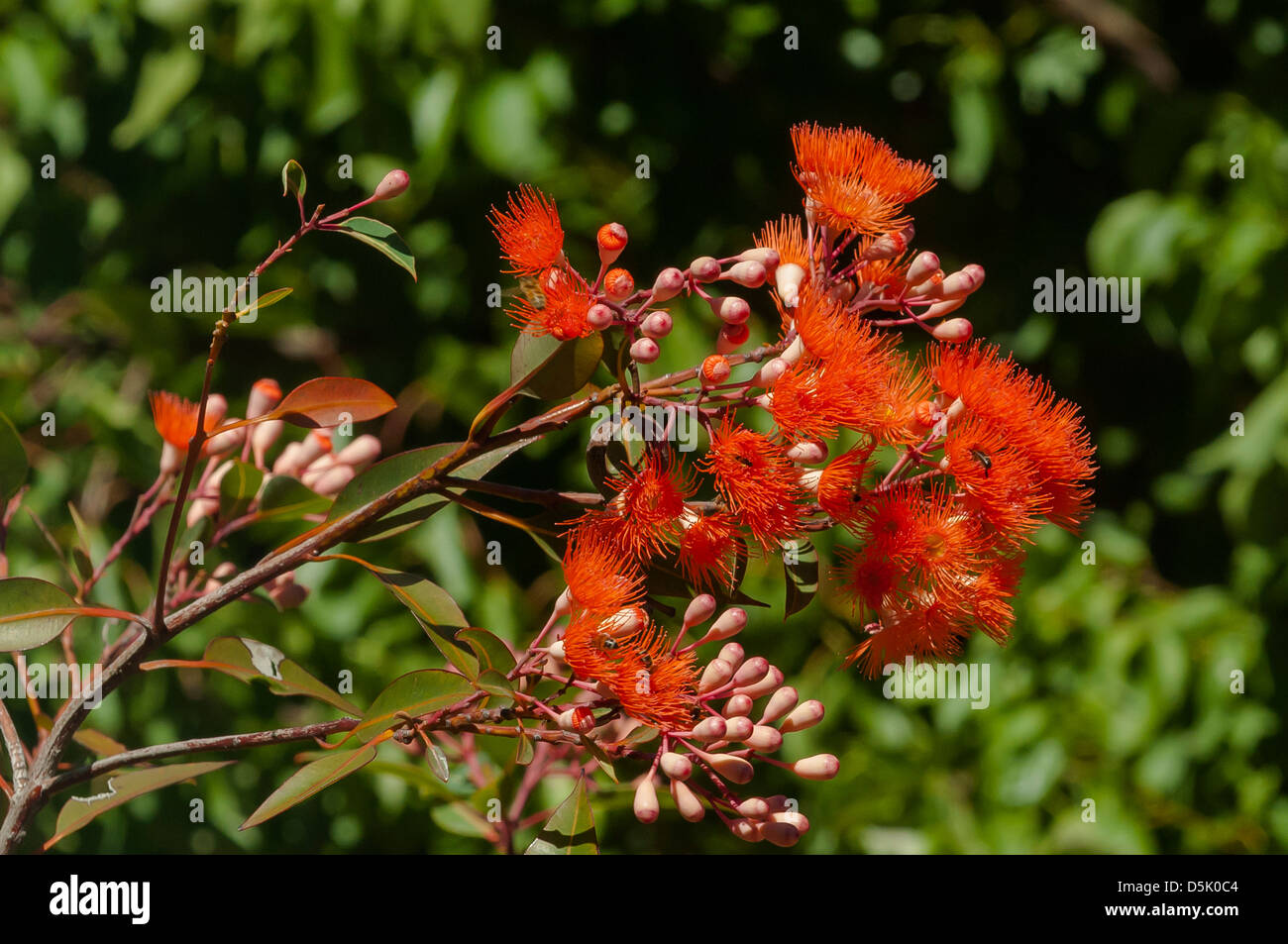 Corymbia ficifolia, gomme à fleurs rouges Banque D'Images