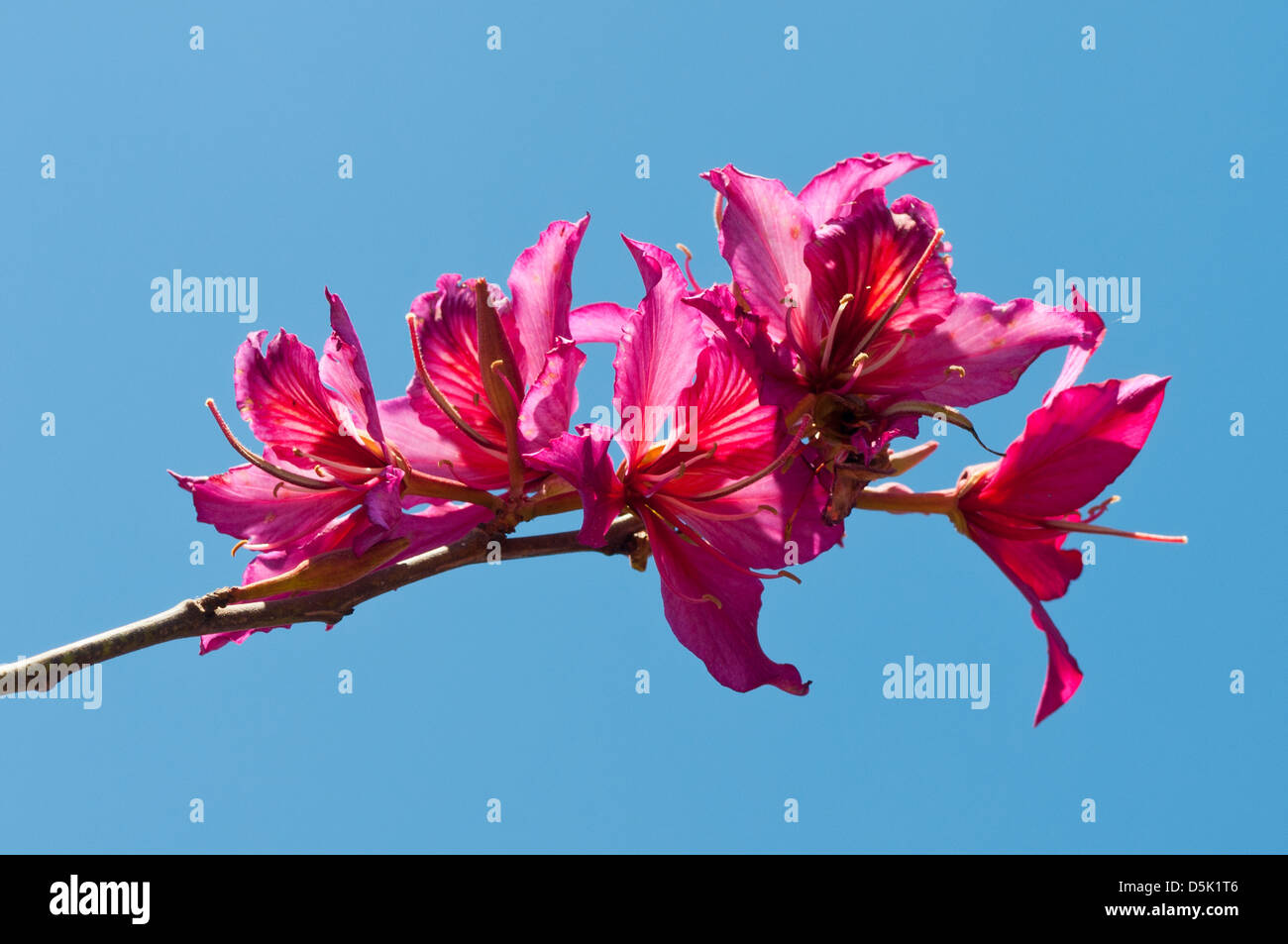 Bauhinia variegata, Arbre Orchidée pourpre Banque D'Images