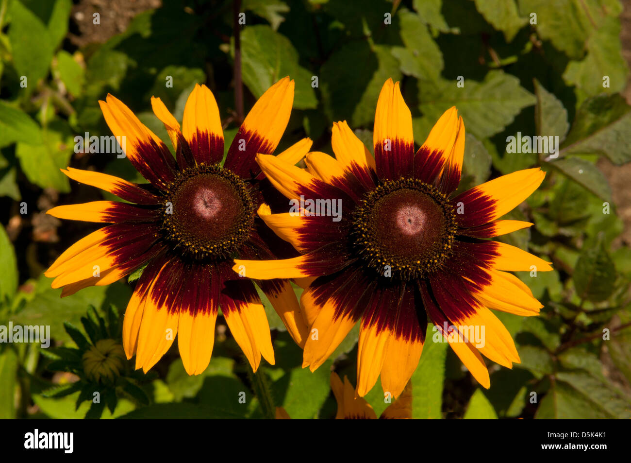 Rudbeckia hirta, Black Eyed Susan Banque D'Images