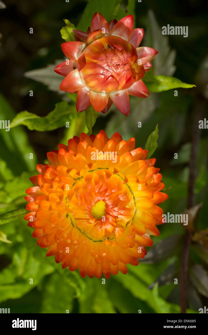 Bracteantha bracteata, Daisy éternelle Banque D'Images