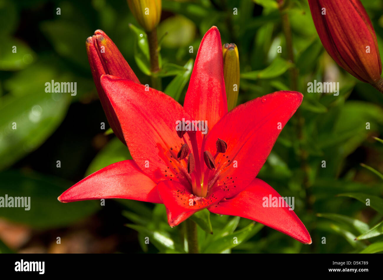 Lilium Asiatic sp, Lily asiatique rouge Banque D'Images