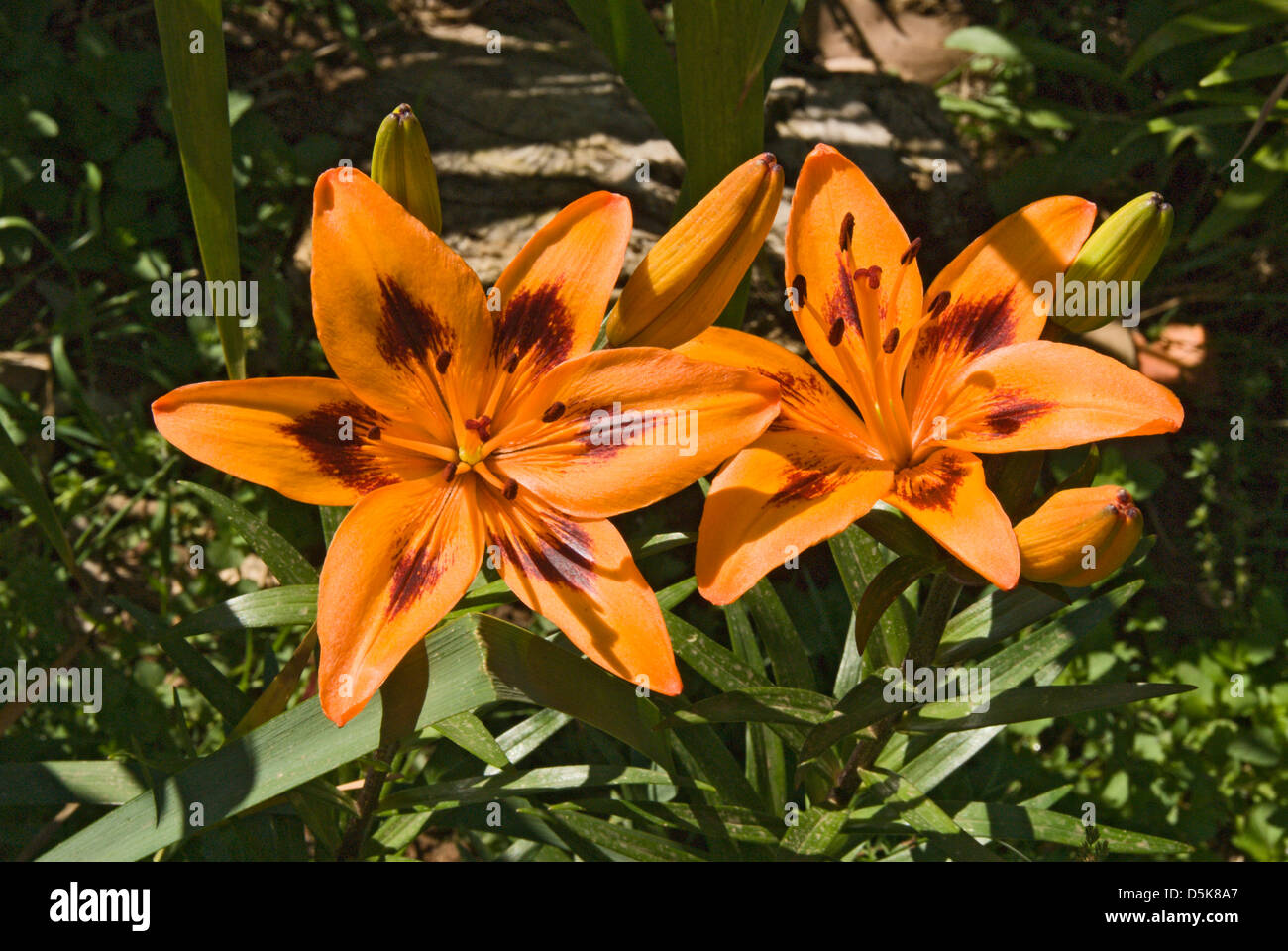 Lilium Asiatic Sp, Orange Asiatic Lily Banque D'Images