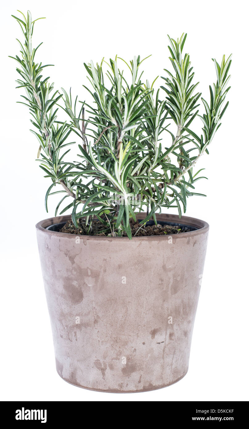 Rosemary Plant isolé sur fond blanc Banque D'Images