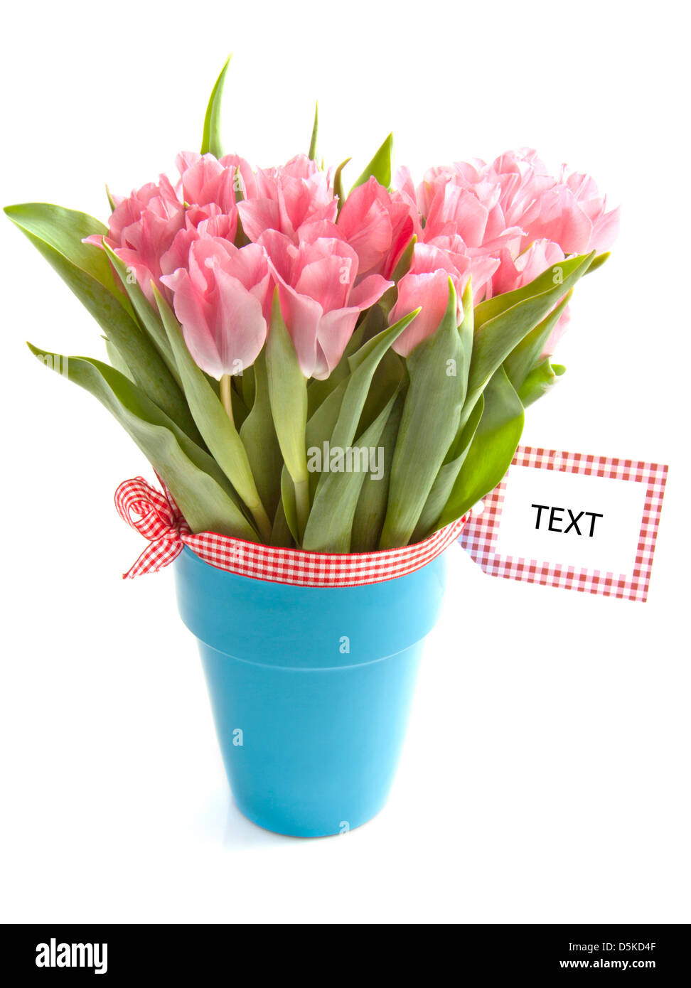 Dutch tulipe rose dans un pot bleu isolated over white Banque D'Images