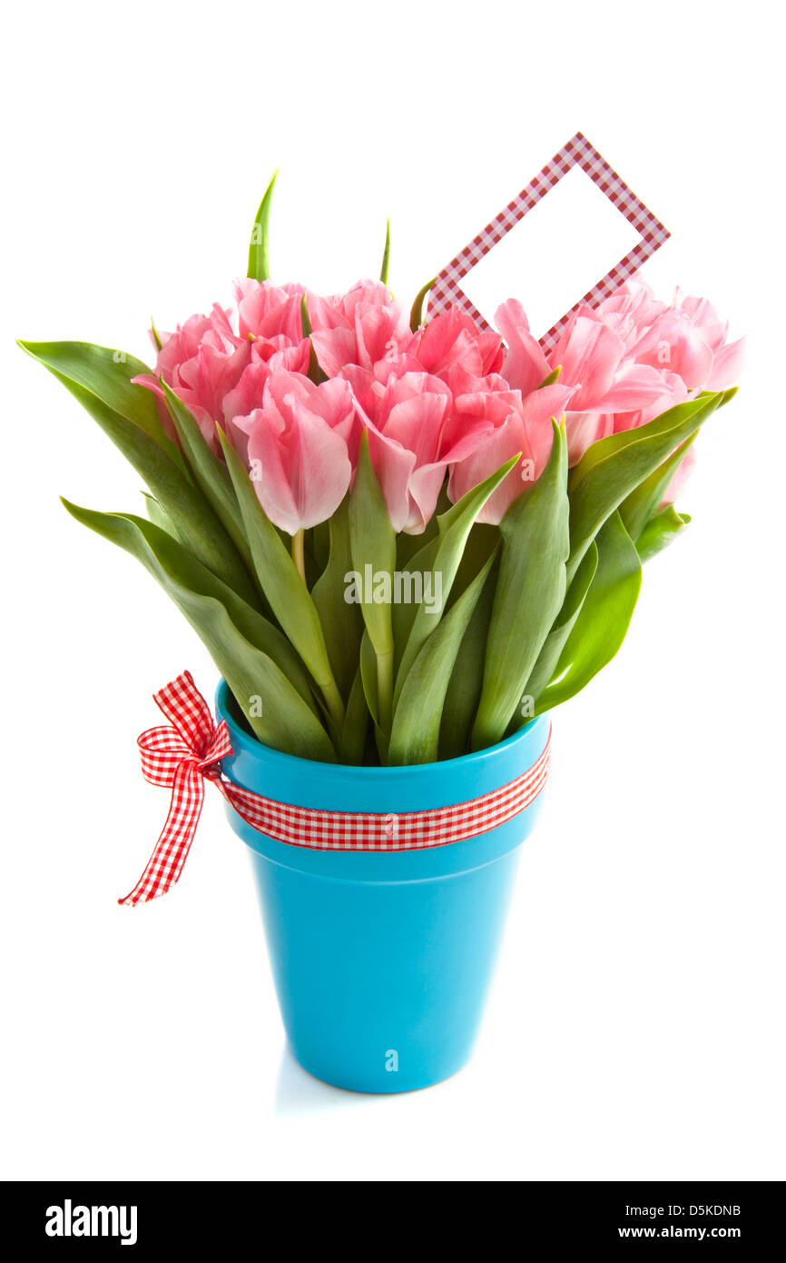 Belle tulipe rose dans un pot bleu avec carte isolated over white Banque D'Images
