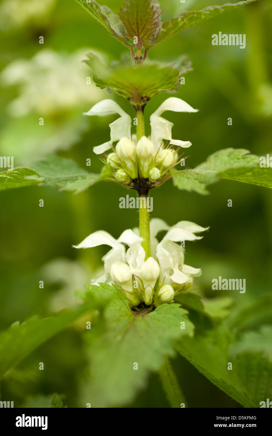 Fleur blanche dead-nettle(Lamium album)on meadow Banque D'Images