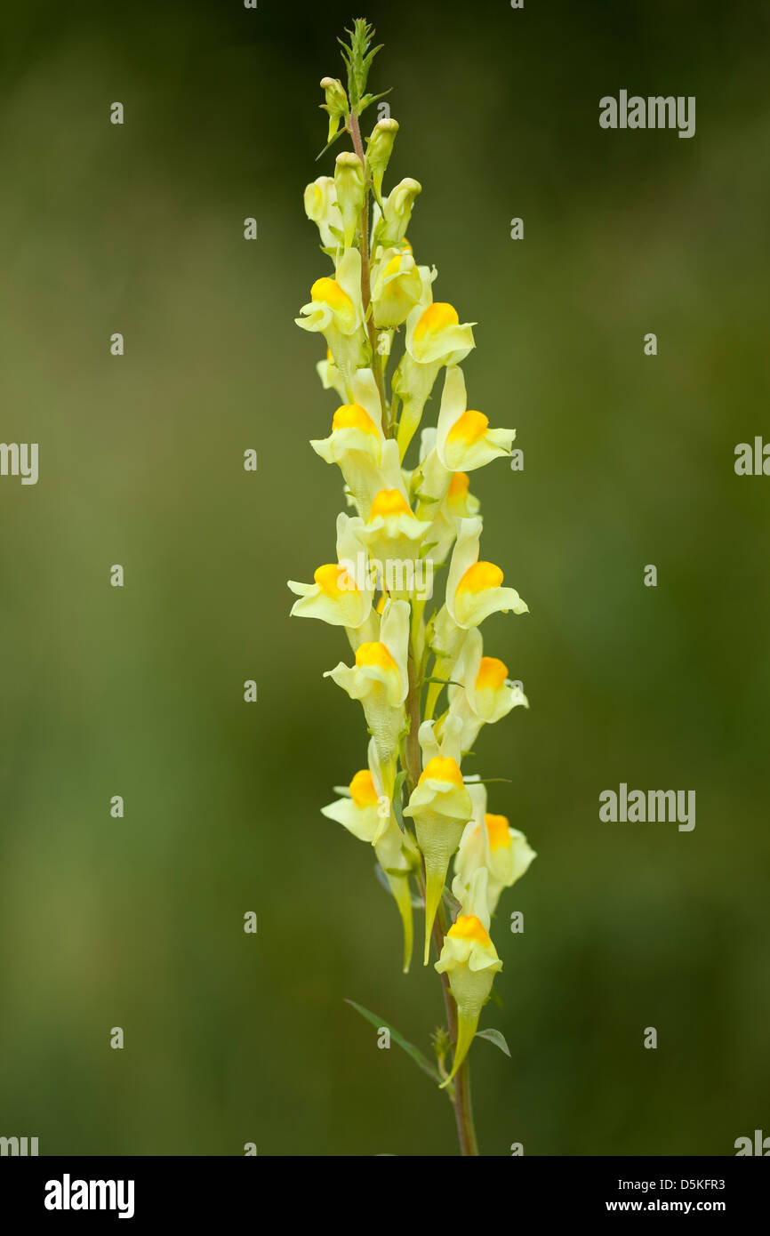 Seule fleur Linaria vulgaris sur fond vert Banque D'Images