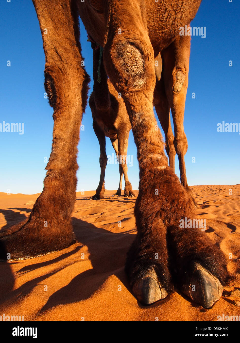 Caravanes de chameaux traversant les dunes de sable dans le désert du Sahara, le Maroc. Banque D'Images