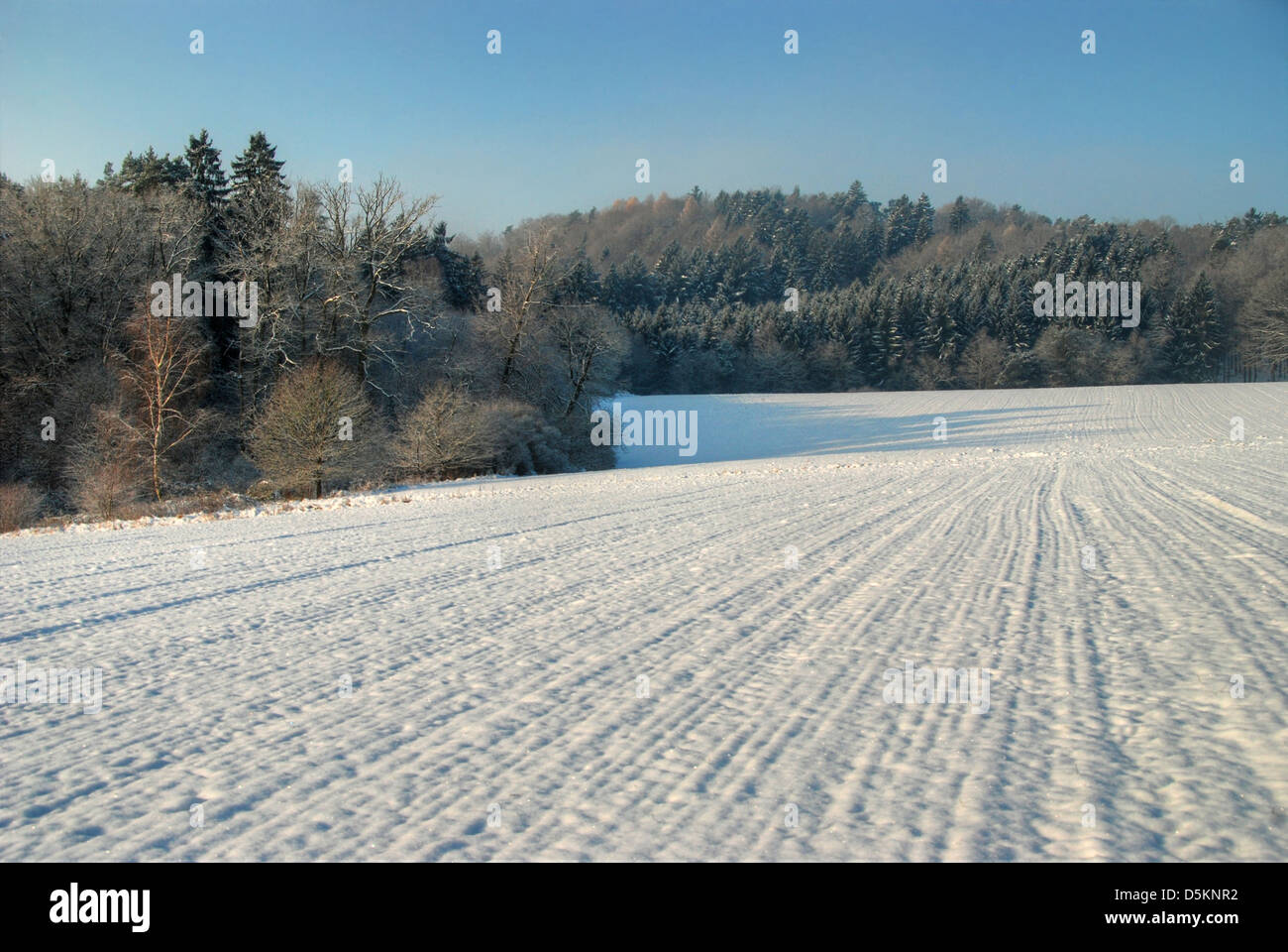 Un champ couvert de neige bordée par la forêt, un jour d'hiver Banque D'Images