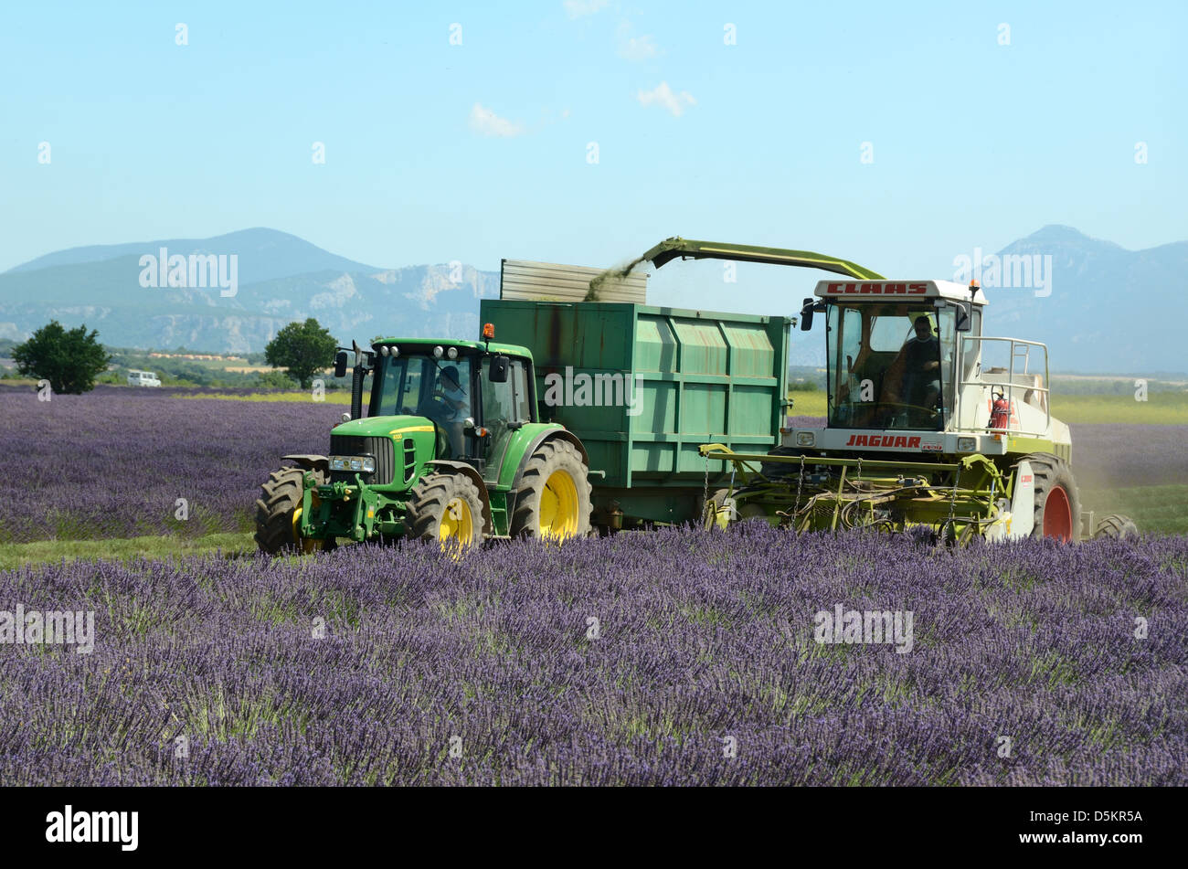 Coupe du Lavande lors de la récolte annuelle du Lavande sur le plateau de Valensole Alpes-de-Haute-Provence Provence France Banque D'Images