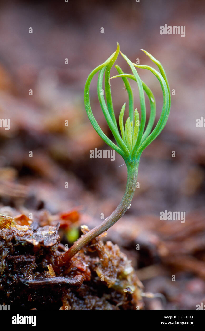 Le pin sylvestre Pinus sylvestris Pinaceae Banque D'Images