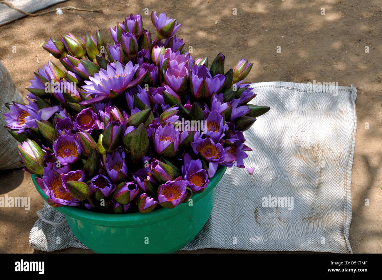 Nymphaea nouchali fleurs, Sri Lanka Banque D'Images