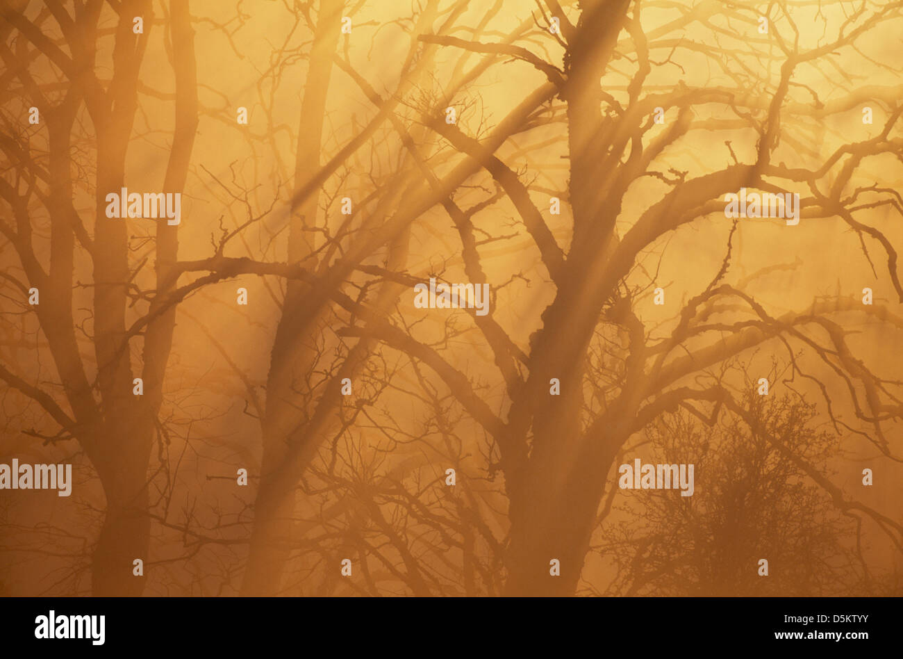 Ulmaceae Ulmus glabra Orme montagnard Banque D'Images