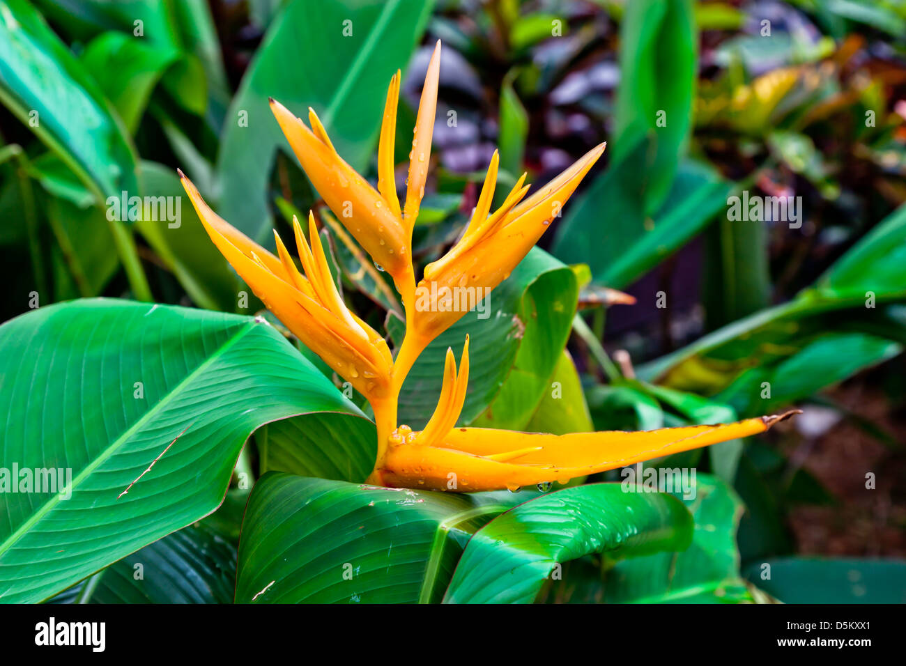 Oiseau de paradis fleur sur fond blanc Banque de photographies et d