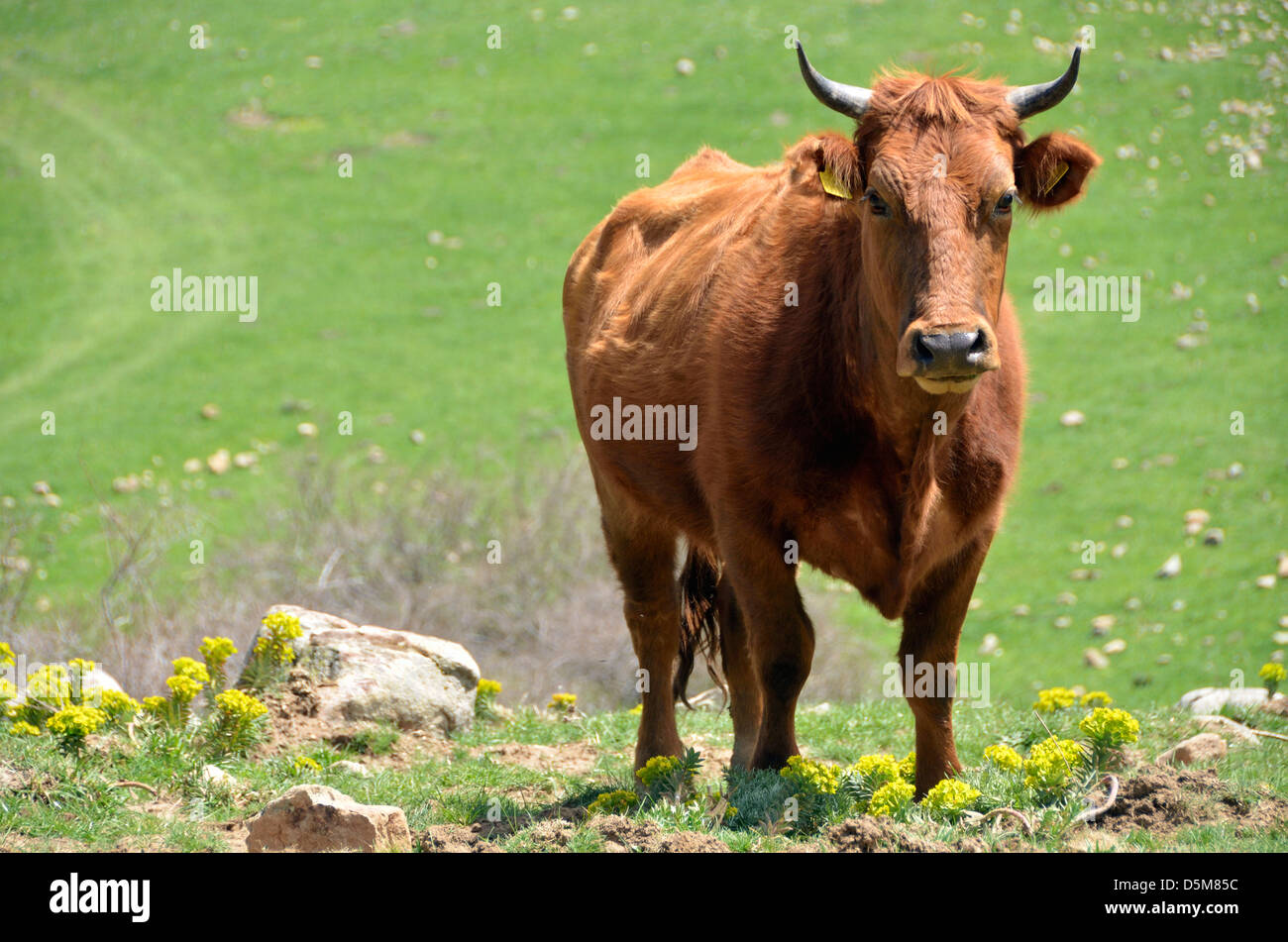 Vache dans le parc des Madonie, Sicile, Italie. Banque D'Images