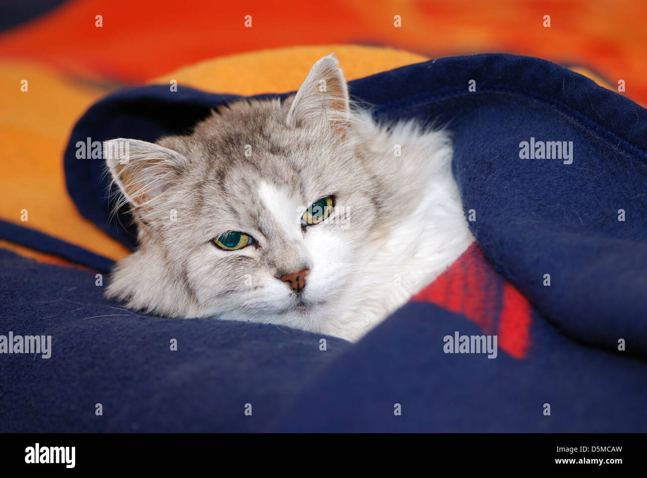 Chat persan somnolant sous une couverture Banque D'Images