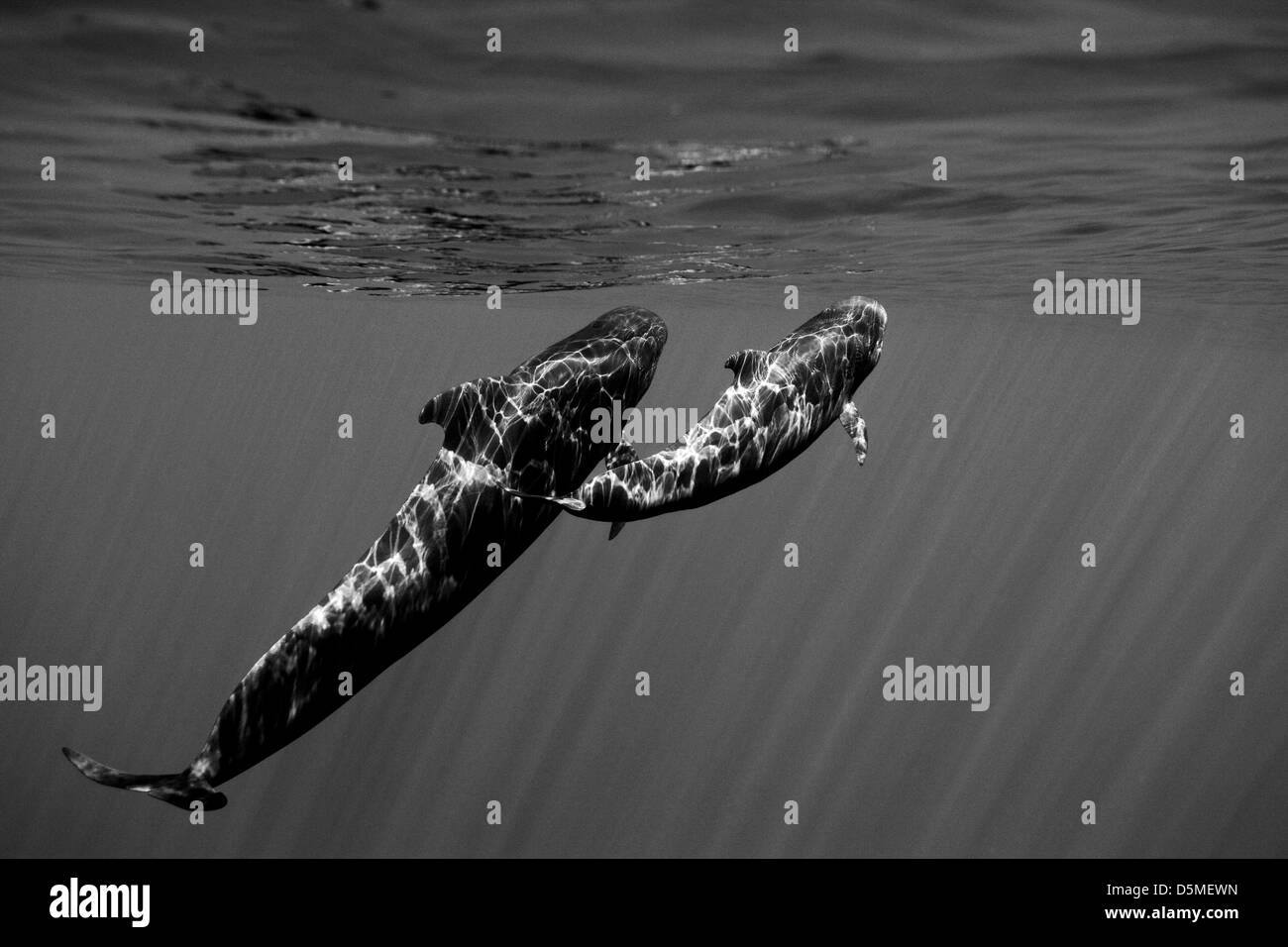 Vue sous-marine de deux baleines pilotes (Globicephala melas), mère et son petit, au large de l'île de Madère, Funchal, Portugal. Banque D'Images