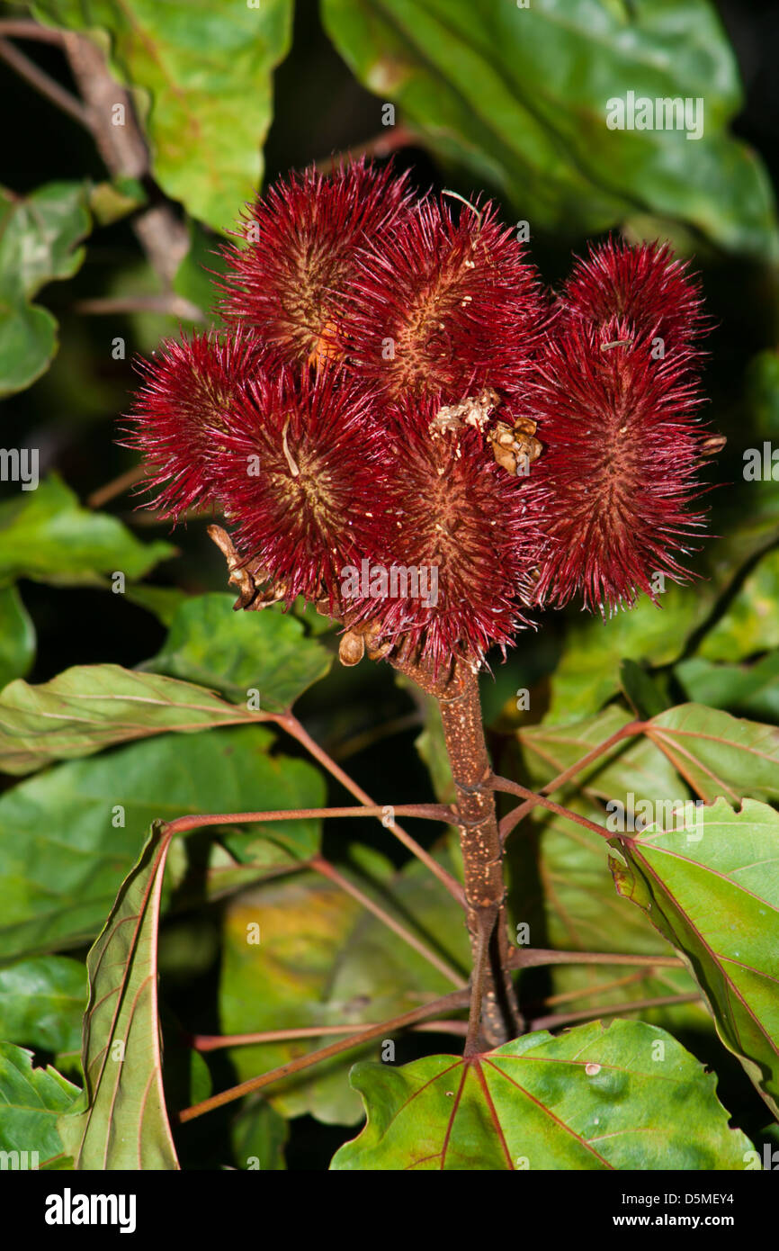 Urucum Bixa orellana fruits de forêt amazonienne, utilisé par les peuples autochtones pour la peinture avec la peinture rouge de la peau produits avec elle. Banque D'Images