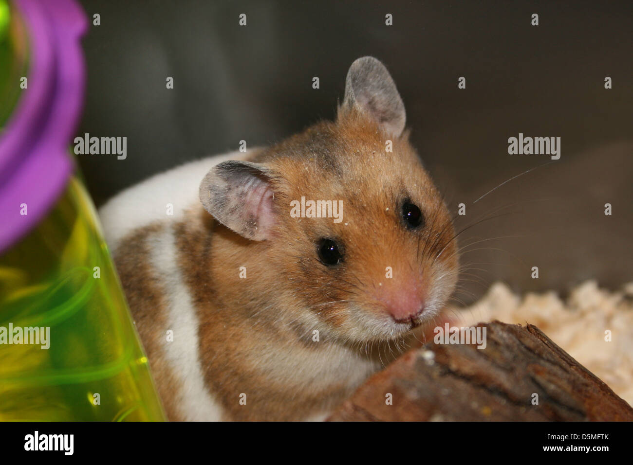 Mon animal hamster sur sa première journée dans sa nouvelle maison Banque D'Images