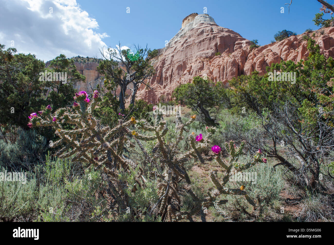 Echo Canyon, Carson National Forest dans le sud du Colorado Banque D'Images