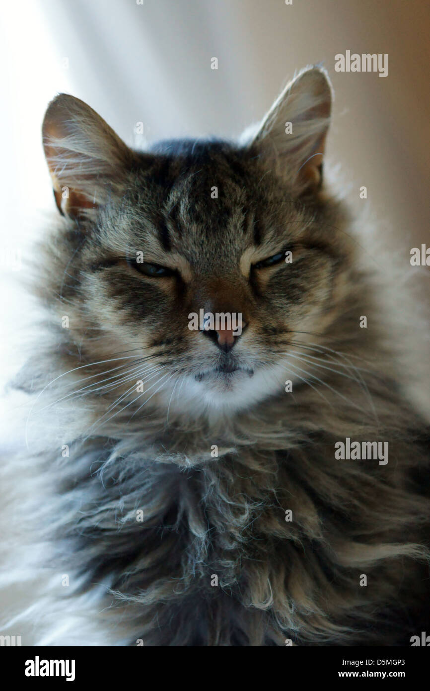 Visage de chat de mauvais poil touffu chaton sauvé les oreilles de chat Banque D'Images