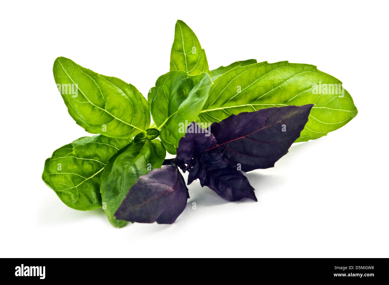 Fresh basil isolated on white Banque D'Images