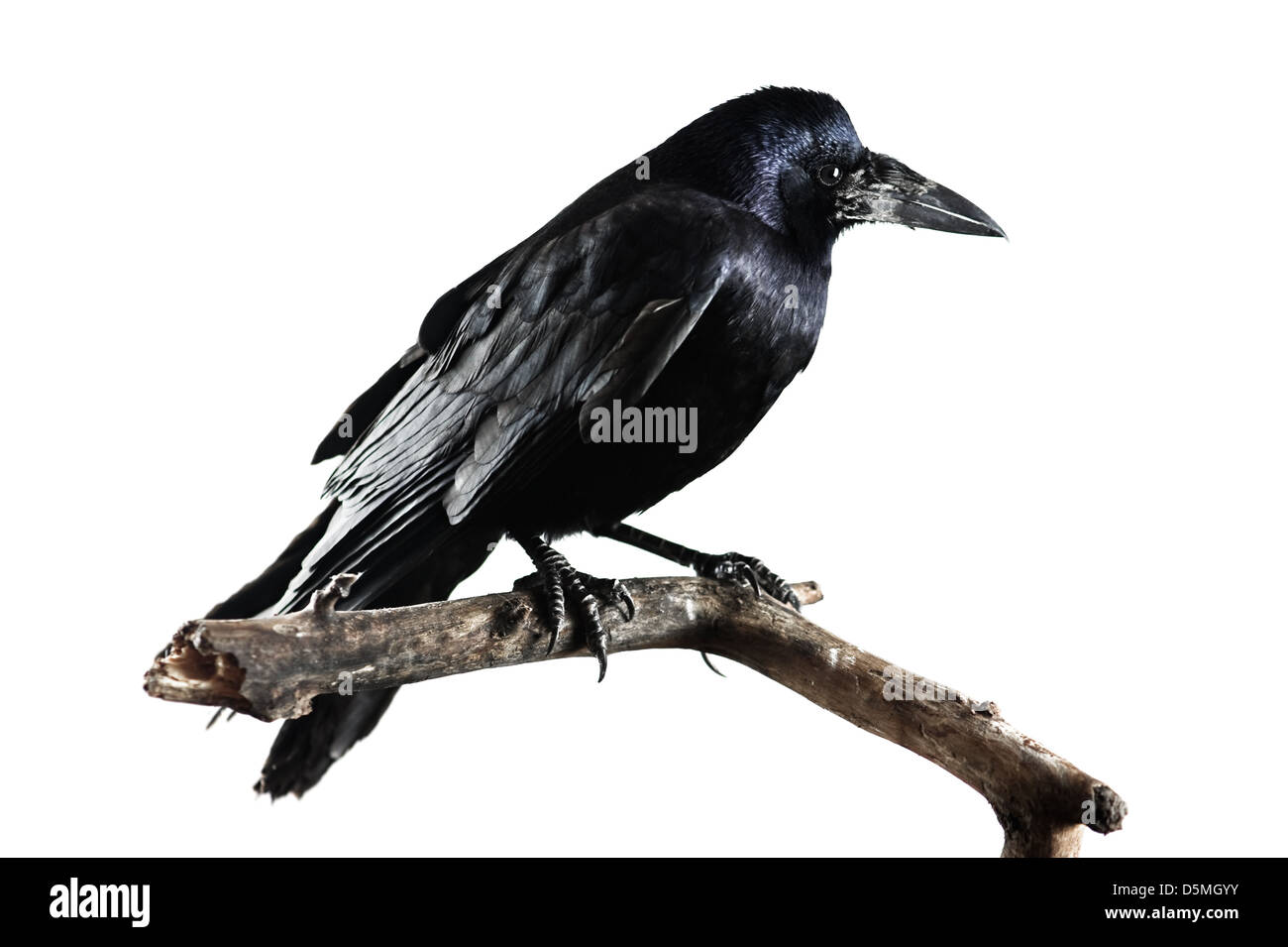 Black crow isolated on white Banque D'Images